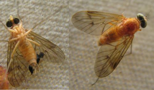 Chrysopilus laetus
